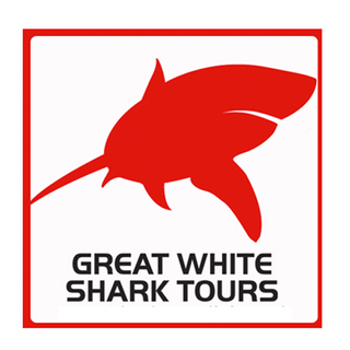 Great White Shark Tours