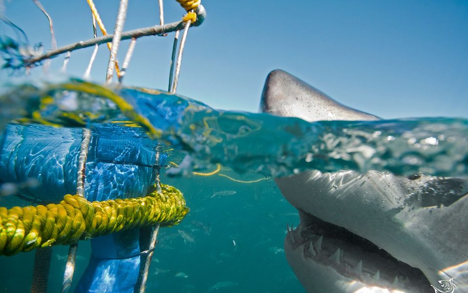 A great white breaks the surface at the cage, fin above the waterline, Shark Alley