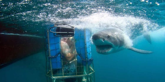 Great white shark cage diving, Mossel Bay