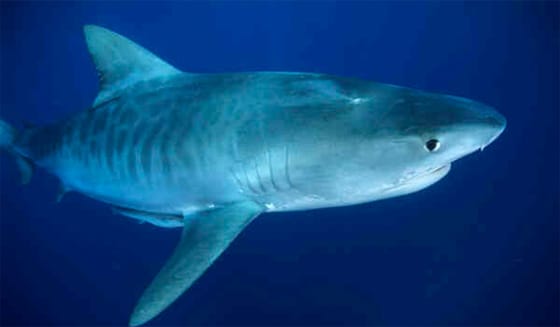 Tiger shark on a baited dive, Aliwal Shoal