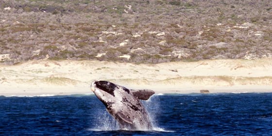 Whale watching on Walker Bay, Gansbaai